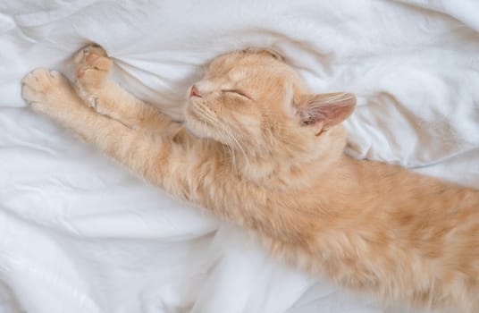 Ginger cat sleeps on a white blanket, cozy home and vacation concept, cute ginger or ginger kitten