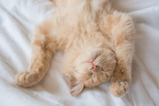 Ginger cat sleeps on his back on a soft white blanket, cozy home and vacation concept, cute red or ginger kitten