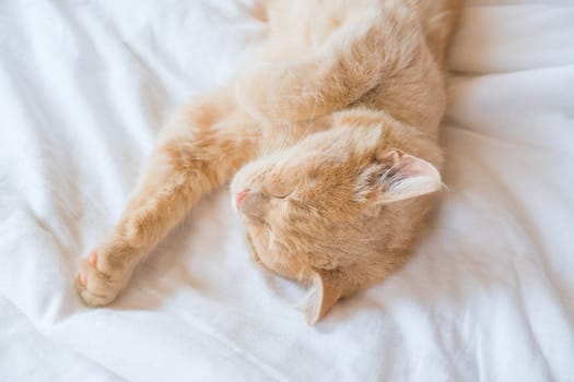 Close-up of a sleeping ginger kitten in bed. Red cat on a white blanket. Relaxing and happy morning