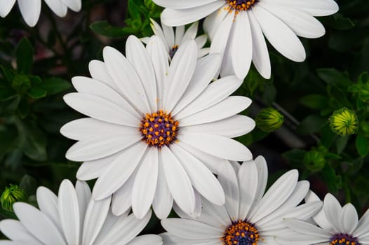 Cape Marguerites: Delicate White Blossom Flowers in Spring, Embracing the Beauty of African Daisies
