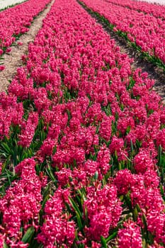 Huge Pink Aromatic Field of Blooming Hyacinths in Bright Day. Captivating Sights of Fragrance and Beauty