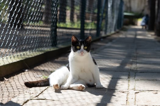 Stray street cat sits on the sidewalk. Mid shot