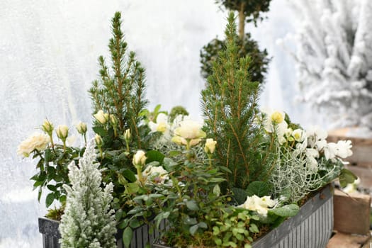 Christmas composition with roses for Christmas