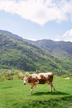 Brown cow walks through a green pasture in the mountains. High quality photo