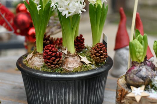 Christmas composition with hyacinths for Christmas