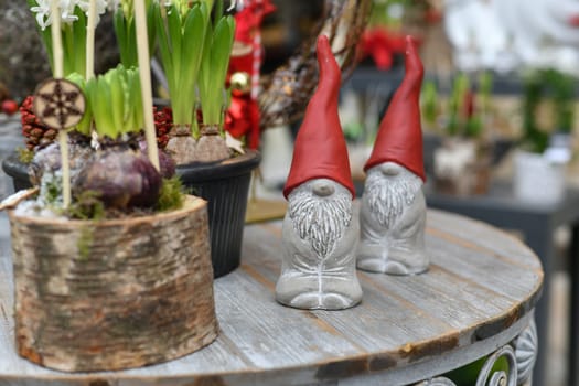 Christmas composition with hyacinths for Christmas