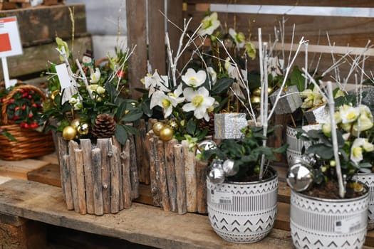 Christmas composition with flowers in a pot Winter