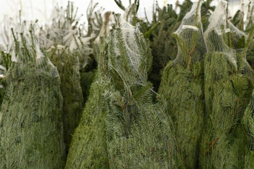 Christmas trees wrapped in plastic nets