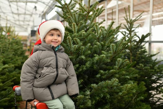 Small boy on a wheelbarrow chooses a Christmas tree in the shop.