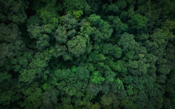 Aerial top view of green trees in forest. Drone view of dense green tree captures CO2. Green tree nature background for carbon neutrality and net zero emissions concept. Sustainable green environment.