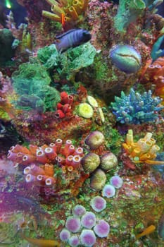 Colorful Tropical Coral Reefs of a beautiful underwater colorful fishes .