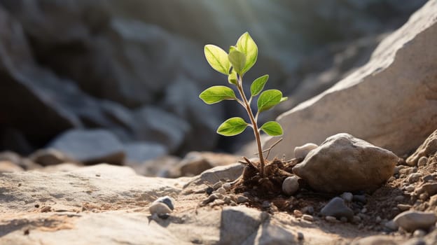 A small plant growing in a rocky area. This image shows a contrast between the life and the decay. The plant has green leaves and is growing in a small patch of soil. High quality photo