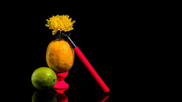 Creative still life with lemon and lime with yellow flower and rake on a black background