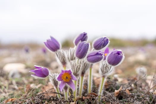 Dream grass spring flower. Pulsatilla blooms in early spring in forests and mountains. Purple pulsatilla flowers close up in the snow.