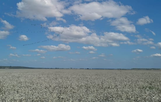 A flock of flying gooses fly over sunny field in front of cloudy sky at spring - birds returns at home- telephoto shot