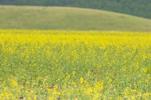 A large field of yellow flowers with a hill in the background