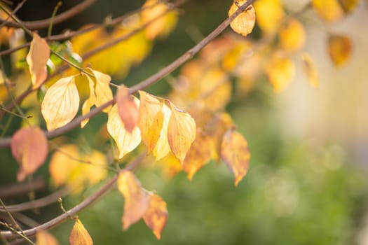 Autumn yellow maple leaf among green foliage. Early Autumn.