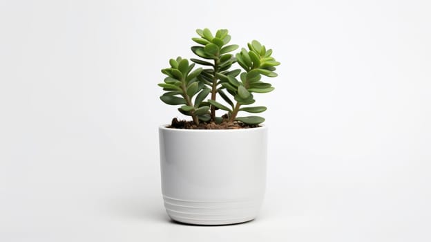 a succulent plant in a white ceramic pot, placed against a bright white background, creating a clean, modern aesthetic. High quality photo