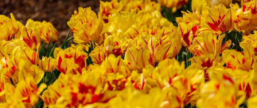 Yellow tulips spring blossoming , bokeh flower background, pastel and soft floral card, selective focus.