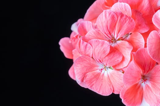 Red Geranium flower on a black background macro. 4K