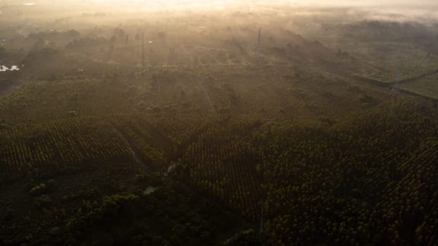 Aerial view of High voltage grid tower with wire cable at tree forest with fog in early morning. Colorful landscape with woods in fog, sunbeams, sky, forest in winter morning.