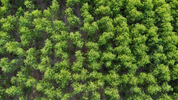 Aerial view of eucalyptus plantation in Thailand. Top view of cultivation areas or agricultural land in outdoor nursery. Cultivation business. Natural landscape background.