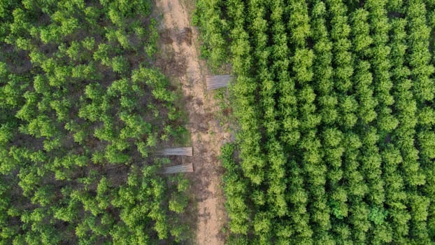 Aerial view of eucalyptus plantation in Thailand. Top view of cultivation areas or agricultural land in outdoor nursery. Cultivation business. Natural landscape background.