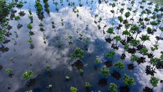 Flooded trees in an orchard in northern Thailand. Aerial photograph of a mango orchard during the flood season in Lamphun, Thailand. Effects of global warming