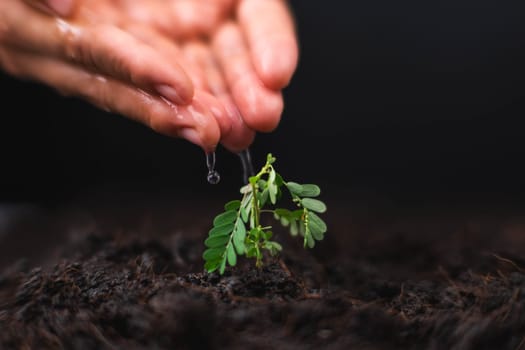 Hand watering plants that grow on the ground. New life care, watering young plants on black background. The concept of planting trees and saving the world.