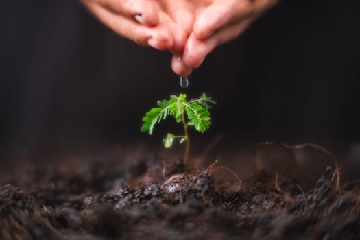 Hand watering plants that grow on the ground. New life care, watering young plants on black background. The concept of planting trees and saving the world.