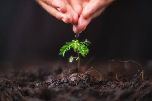 Hand watering plants that grow on the ground. New life care, watering young plants on black background. The concept of planting trees and saving the world.