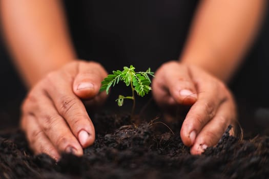 Hands holding young green plant. Small plants on the ground in spring. New life care, watering young plants on black background. The concept of planting trees and saving the world.