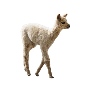 A Pacos Lama, Alpaca  on a transparent background