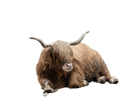 highlander cow on a transparent background