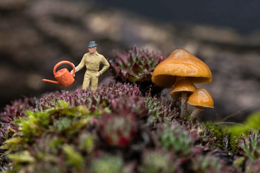 gardener with watering can waters the plants in the forest with a few mini mushrooms next to him
