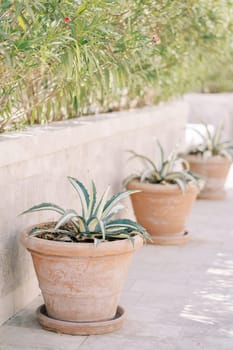 Small agave bushes in clay pots stand along a stone fence in a green garden. High quality photo