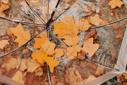 The yellow leaves on a transparent umbrella
