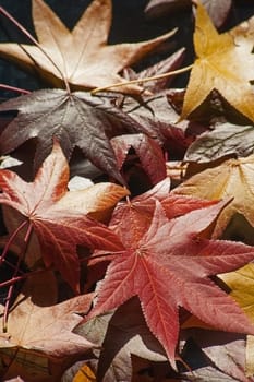 Multi colorerd fallen autumn leaves