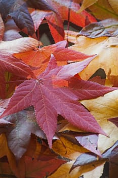 Multi colorerd fallen autumn leaves