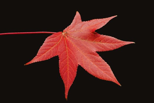 A single autumn leaf isolated on a black background