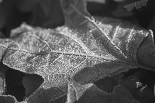 Monochrome image of a dried winter leaf with a dusting of frost