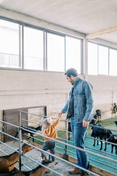 Little girl pulls a smiling dad by the hand to the goat pen. High quality photo