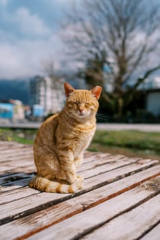 Ginger cat sits squinting on a wooden bench in the park. High quality photo