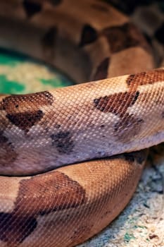 Small brown snake in a terrarium close up