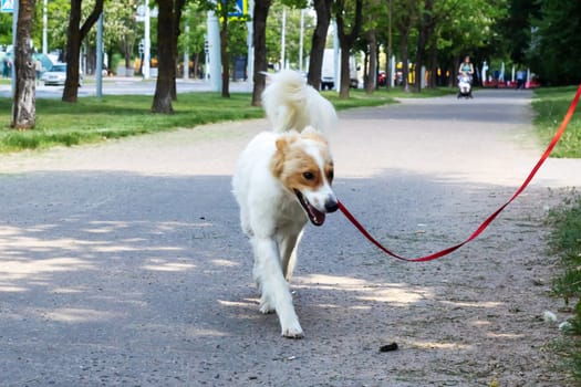 White fluffy dog walking in the park close up