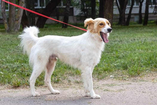 White fluffy dog walking in the park close up