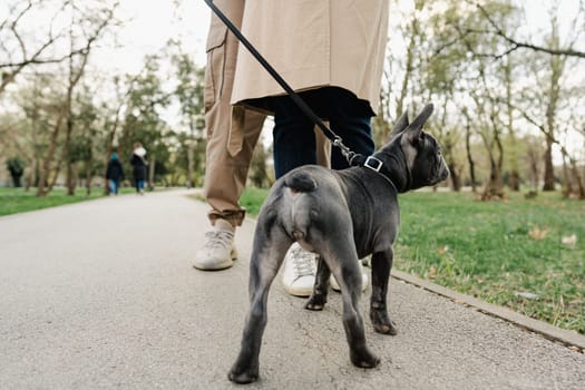 French bulldog puppy on a leash during a walk in the park