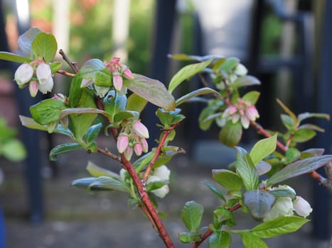 pale pink flowers on a healthy blueberry plant