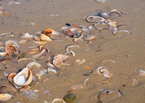 Colourful seashells half covered by sand on the shoreline