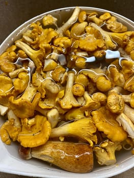 Fox mushrooms, fresh forest mushrooms, cleaning mushrooms in water. High quality photo